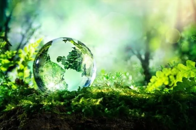 Glass globe resting on green moss in a sunlit forest
